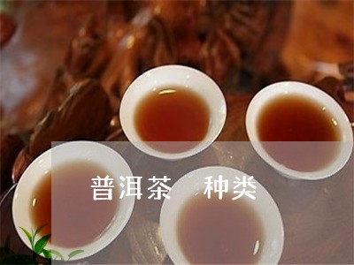 普洱茶 种类/2023042959235